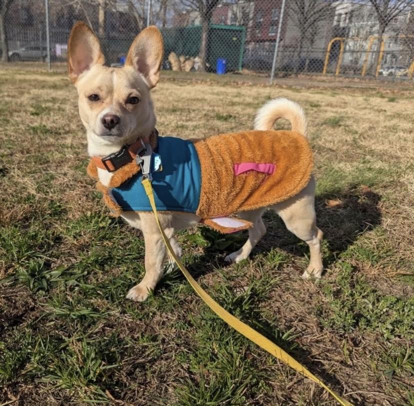 Dutch, Adoptable, Young Male Chihuahua & Tibetan Spaniel.