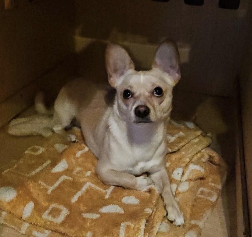 Enlarge Dutch, a Adoptable mixed breed image 2/3