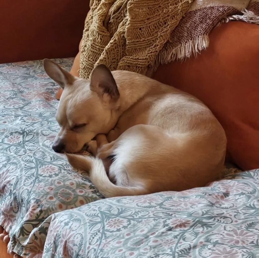 Enlarge Dutch, a Adoptable mixed breed image 3/3