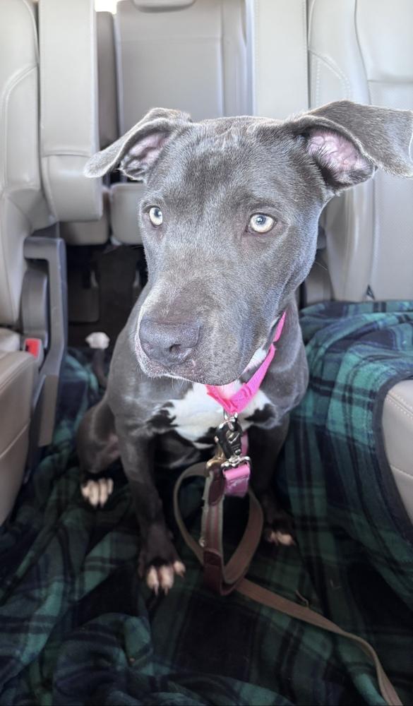 Enlarge Busterella, a Adoptable mixed breed in Denver, CO image 1/6