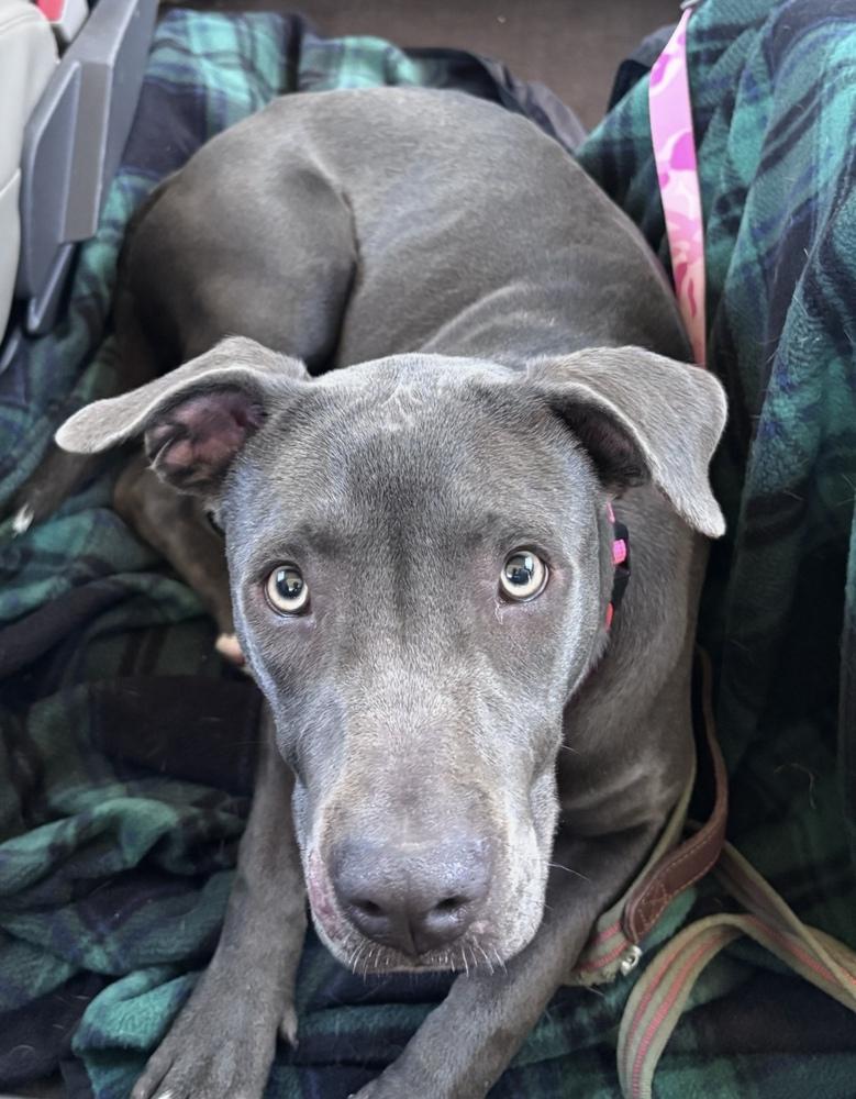 Enlarge Busterella, a Adoptable mixed breed in Denver, CO image 2/6