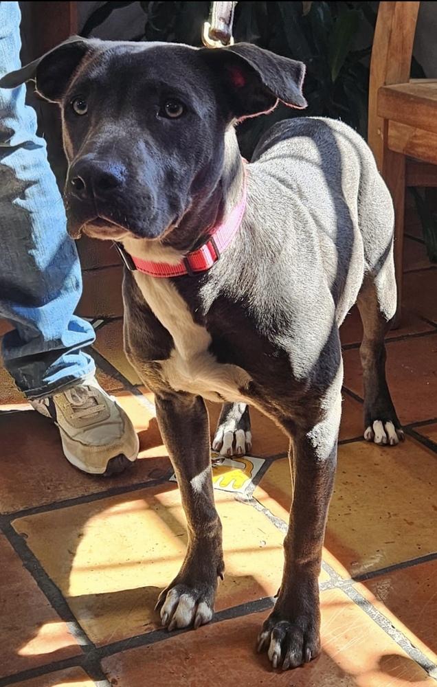 Enlarge Busterella, a Adoptable mixed breed in Denver, CO image 4/6