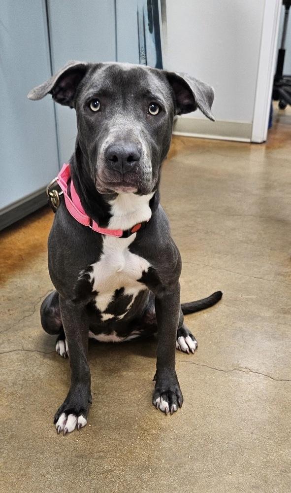 Enlarge Busterella, a Adoptable mixed breed in Denver, CO image 5/6