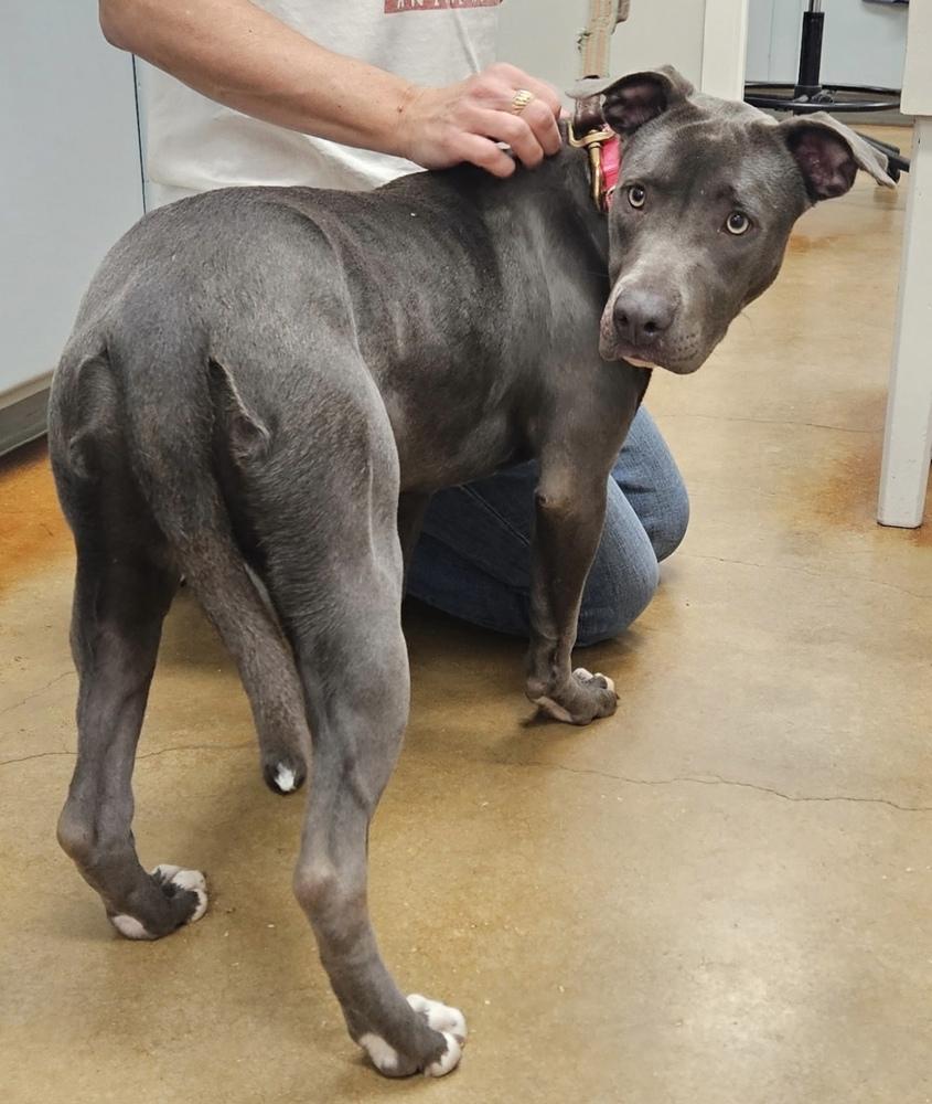 Enlarge Busterella, a Adoptable mixed breed in Denver, CO image 6/6