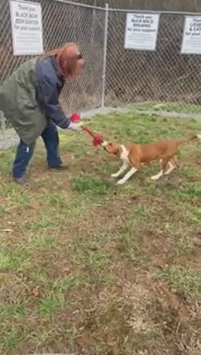 Enlarge Lucy, a Adopted mixed breed in Blue Ridge, GA video 6/11