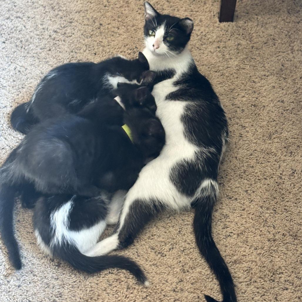 Captain Marvel, Adoptable, Adult Female Domestic Short Hair.