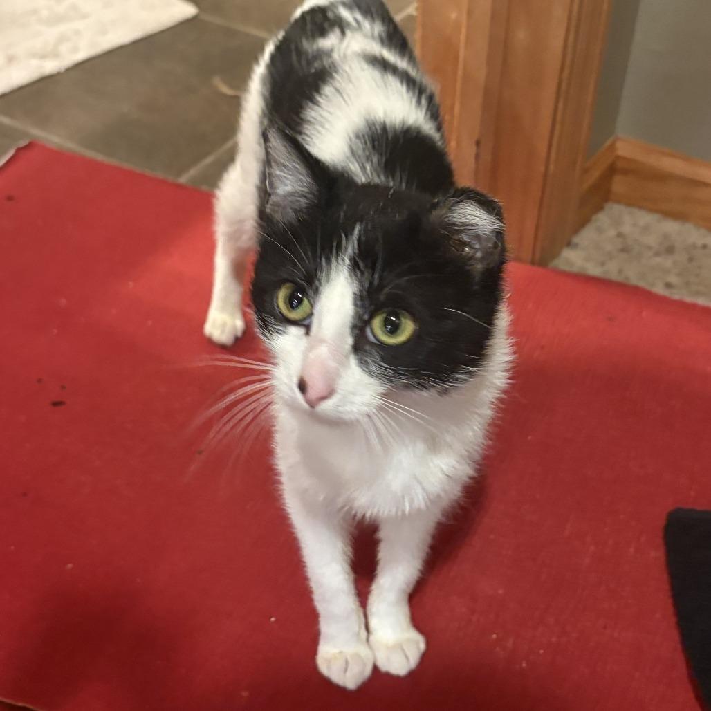 Enlarge Captain Marvel, a Adoptable Domestic Short Hair in Chaska, MN image 2/6