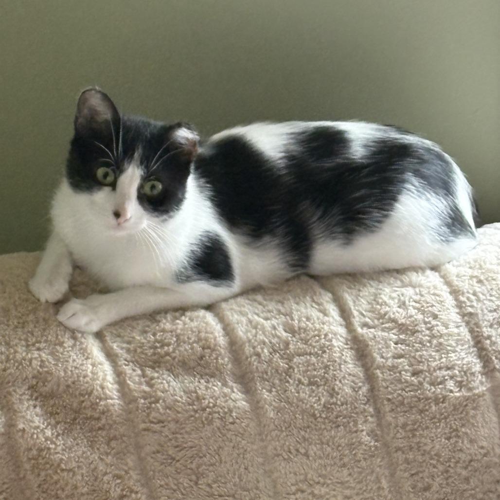 Enlarge Captain Marvel, a Adoptable Domestic Short Hair in Chaska, MN image 3/6