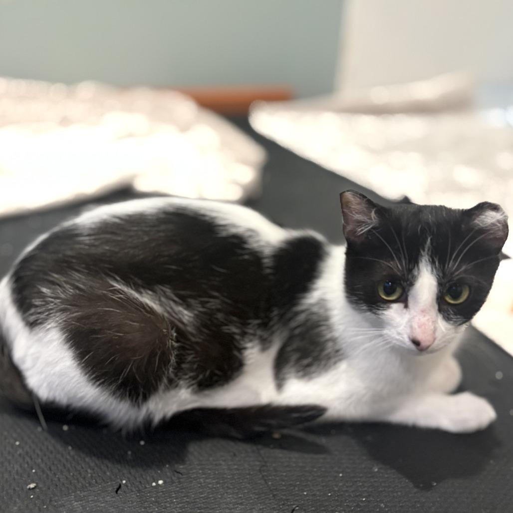 Enlarge Captain Marvel, a Adoptable Domestic Short Hair in Chaska, MN image 4/6