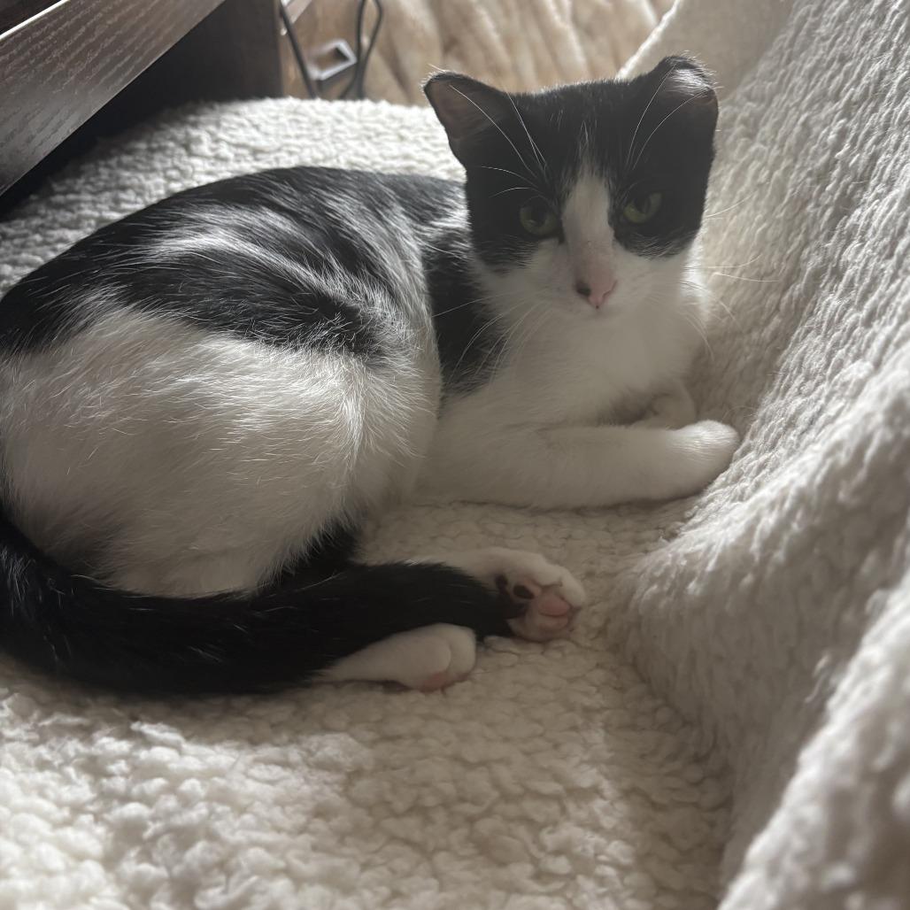 Enlarge Captain Marvel, a Adoptable Domestic Short Hair in Chaska, MN image 5/6