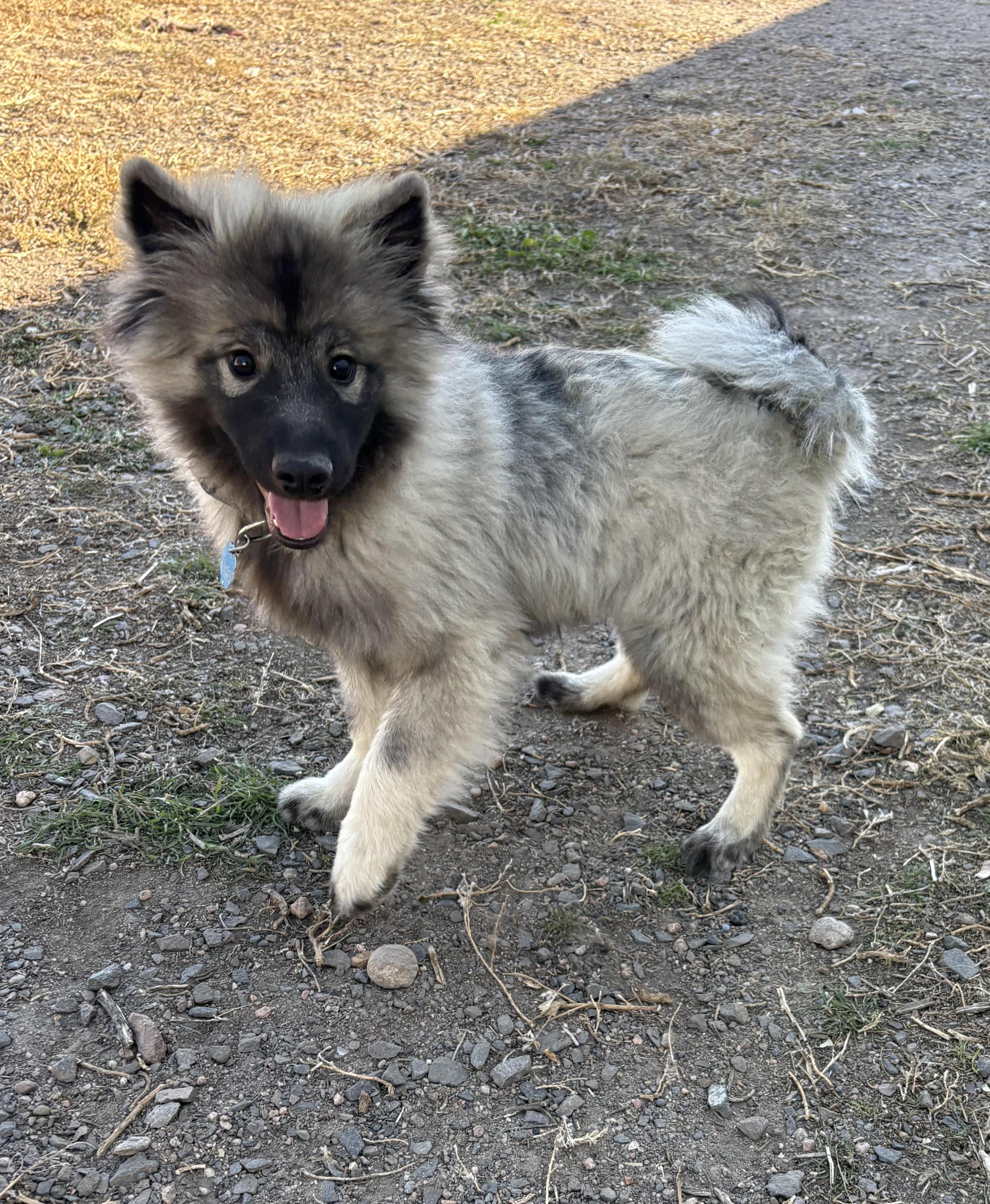 Cumber, an adoptable Keeshond in Grant, NE, 69140 | Photo Image 1