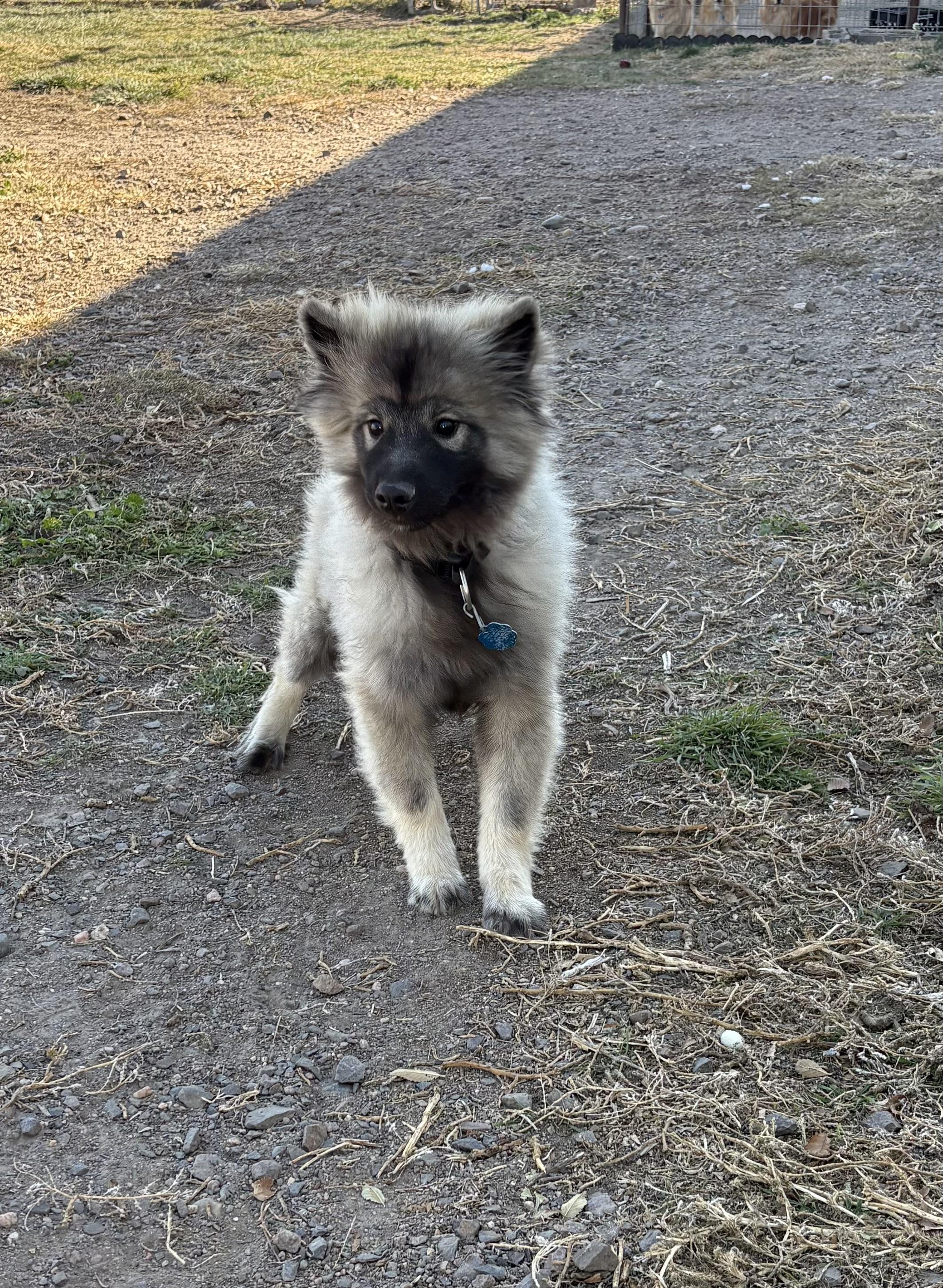 Cumber, an adoptable Keeshond in Grant, NE, 69140 | Photo Image 3