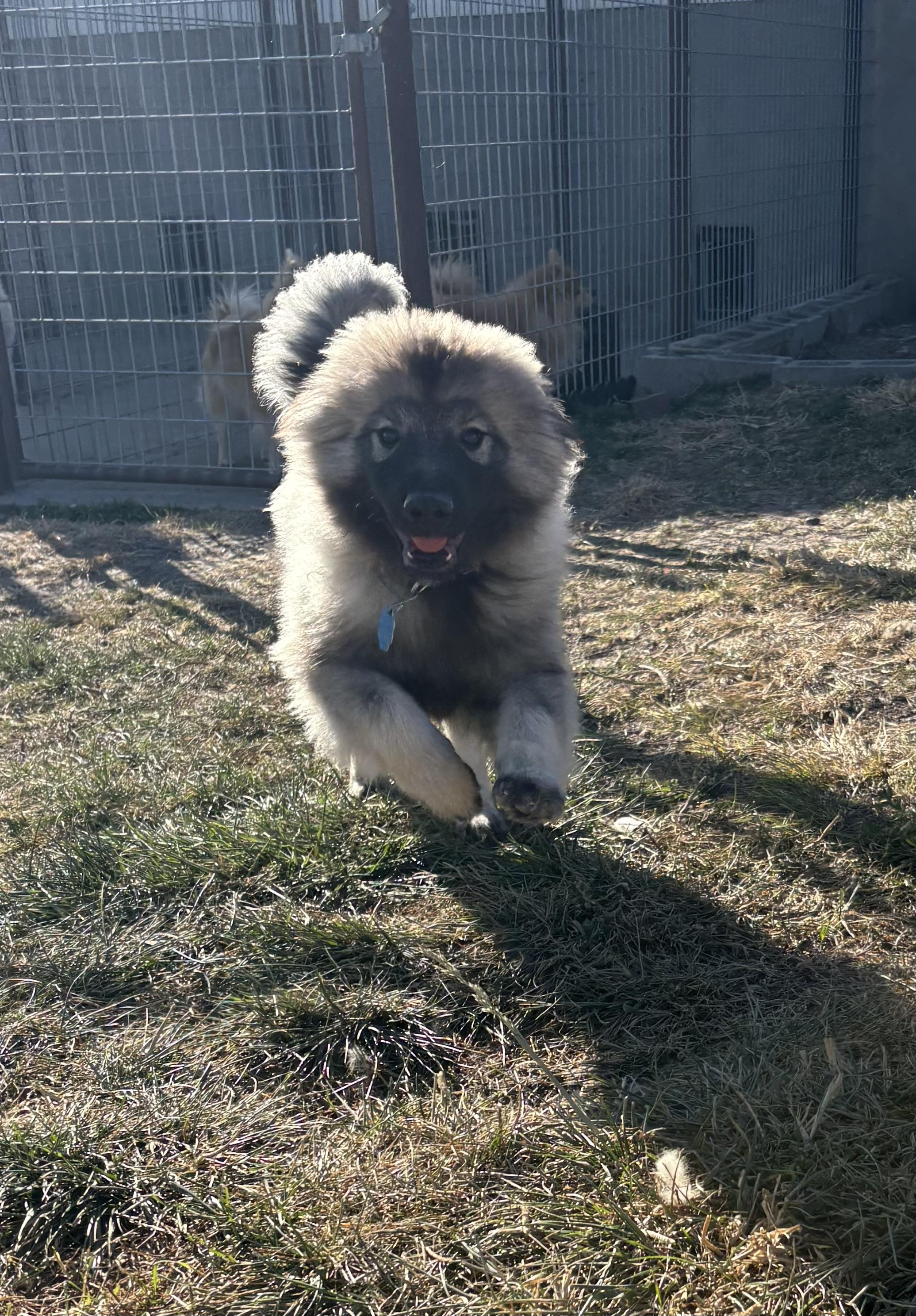 Cumber, an adoptable Keeshond in Grant, NE, 69140 | Photo Image 2