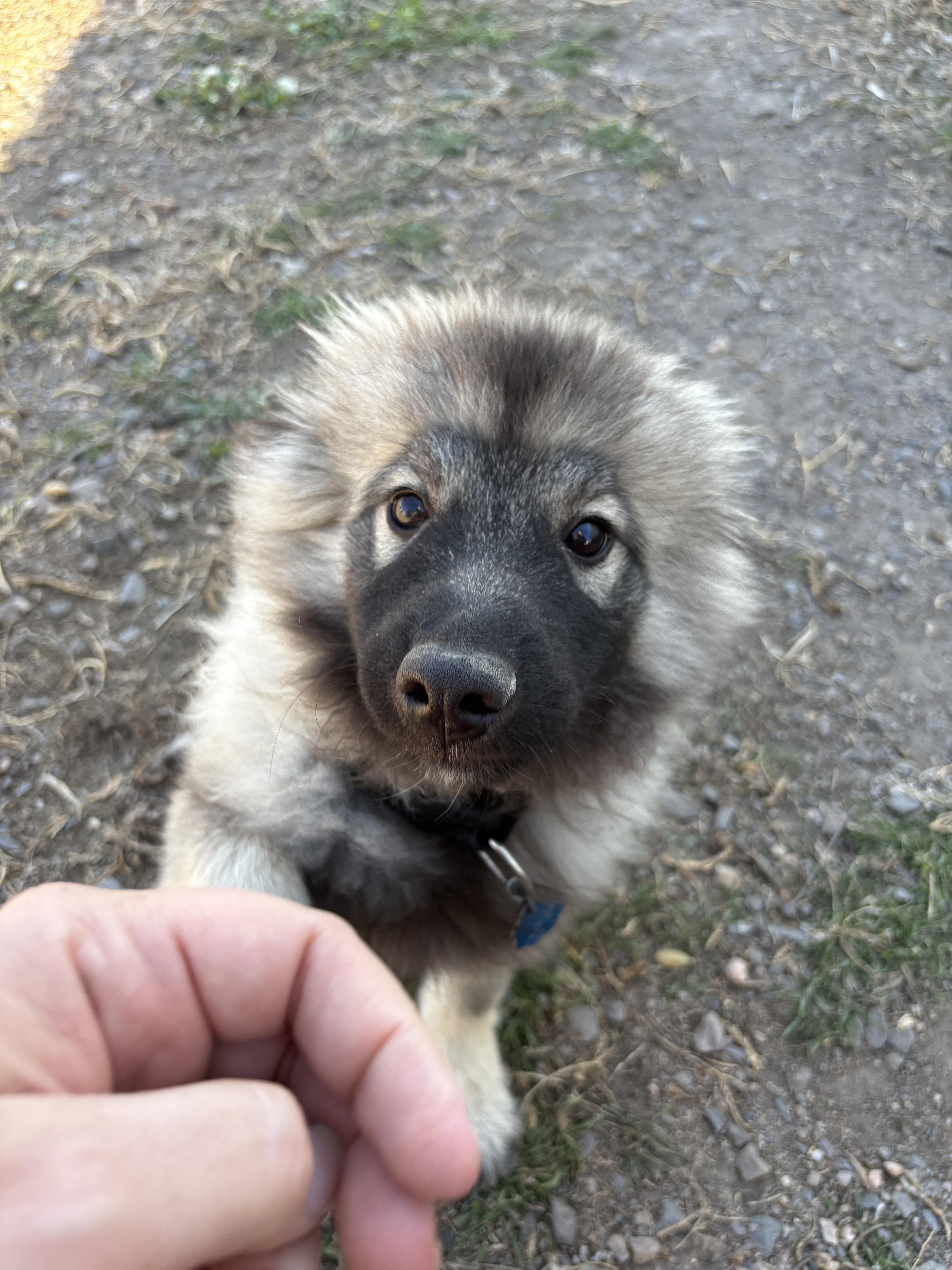 Cumber, an adoptable Keeshond in Grant, NE, 69140 | Photo Image 5