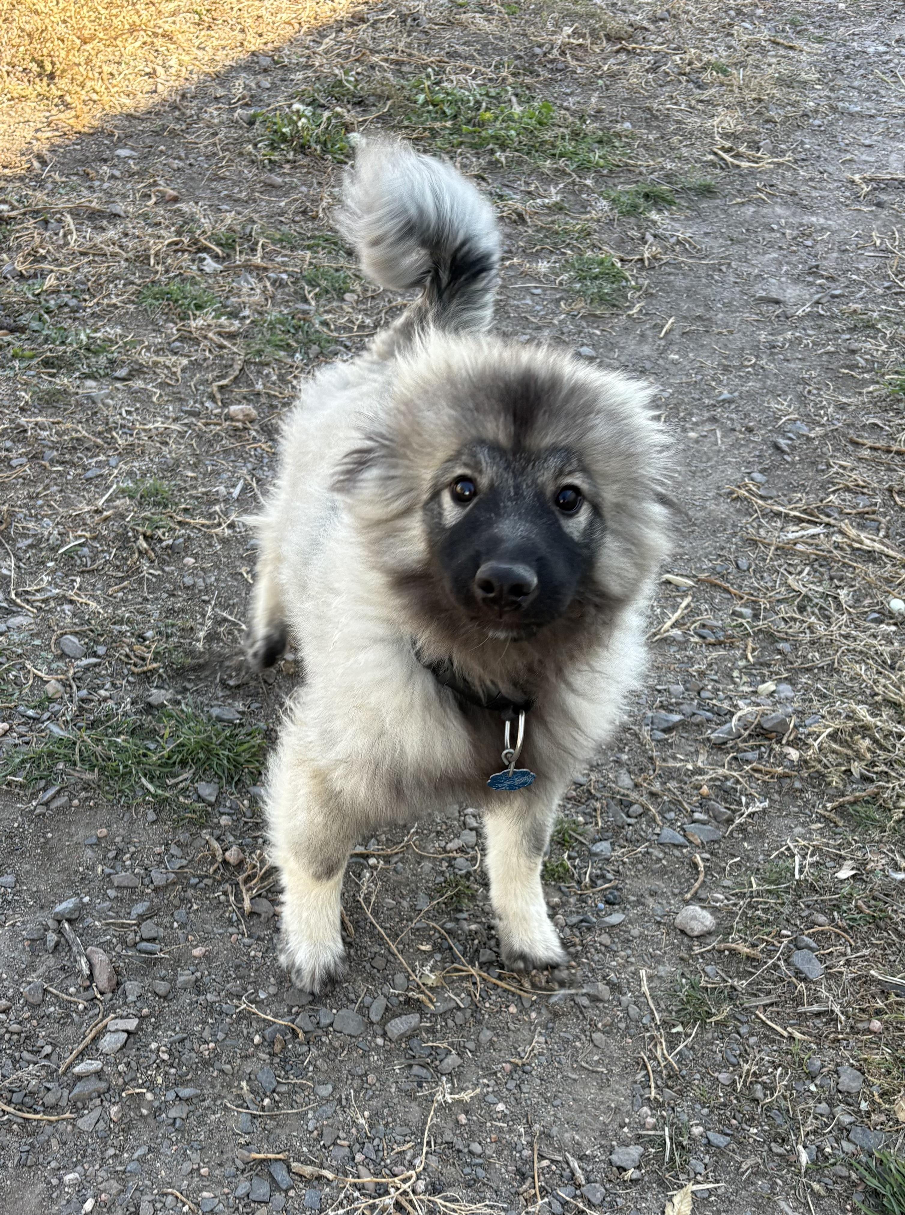 Cumber, an adoptable Keeshond in Grant, NE, 69140 | Photo Image 4