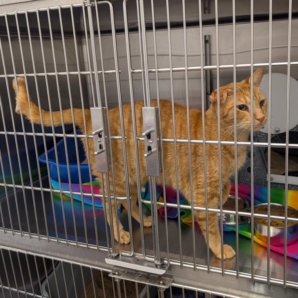 Benito, Adoptable, Senior Male Domestic Short Hair.