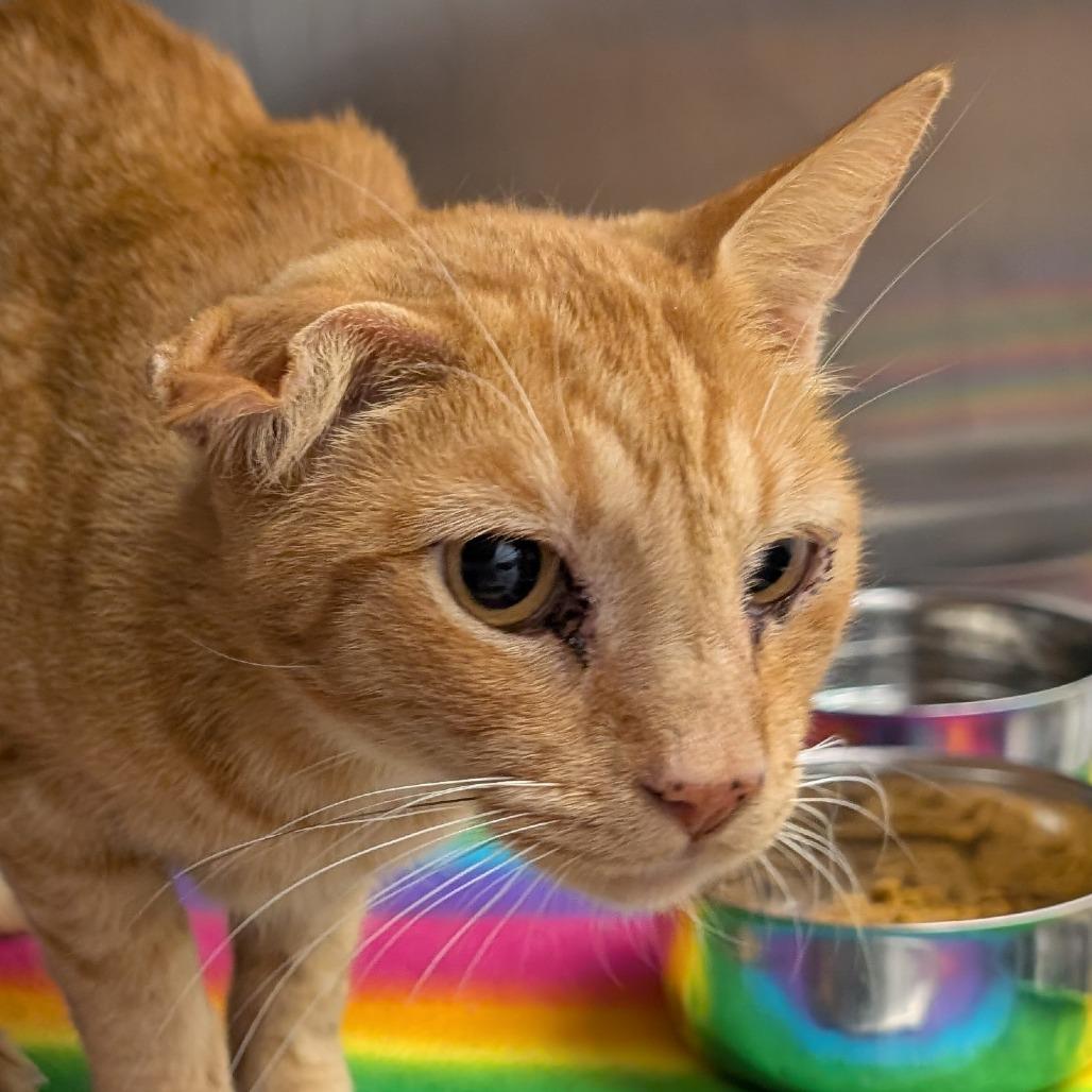 Benito, a Adoptable Domestic Short Hair in Emporia, KS image 2/3