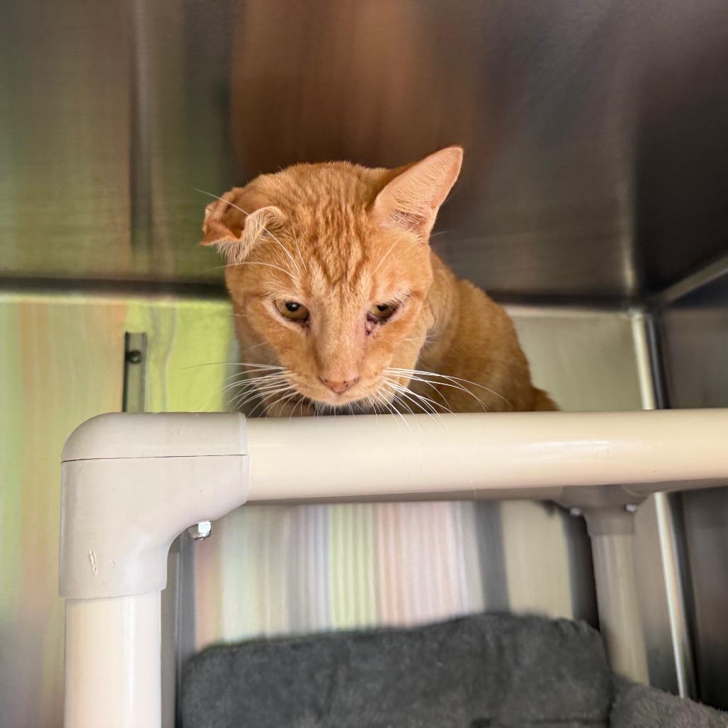 Benito, a Adoptable Domestic Short Hair in Emporia, KS image 3/3