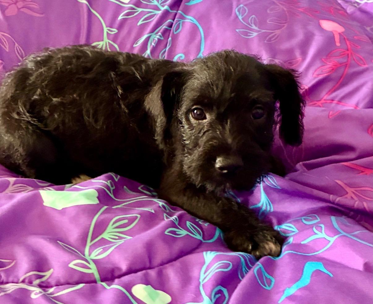 Enlarge Wren, a Adoptable mixed breed in Hamilton , NJ image 1/1