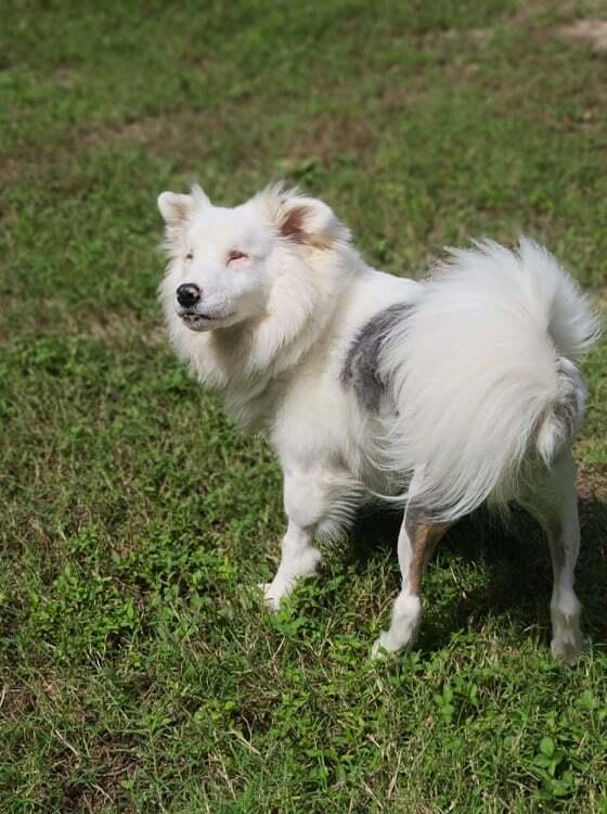 Enlarge Brayleigh, a Adoptable mixed breed in Troy, IL image 2/4