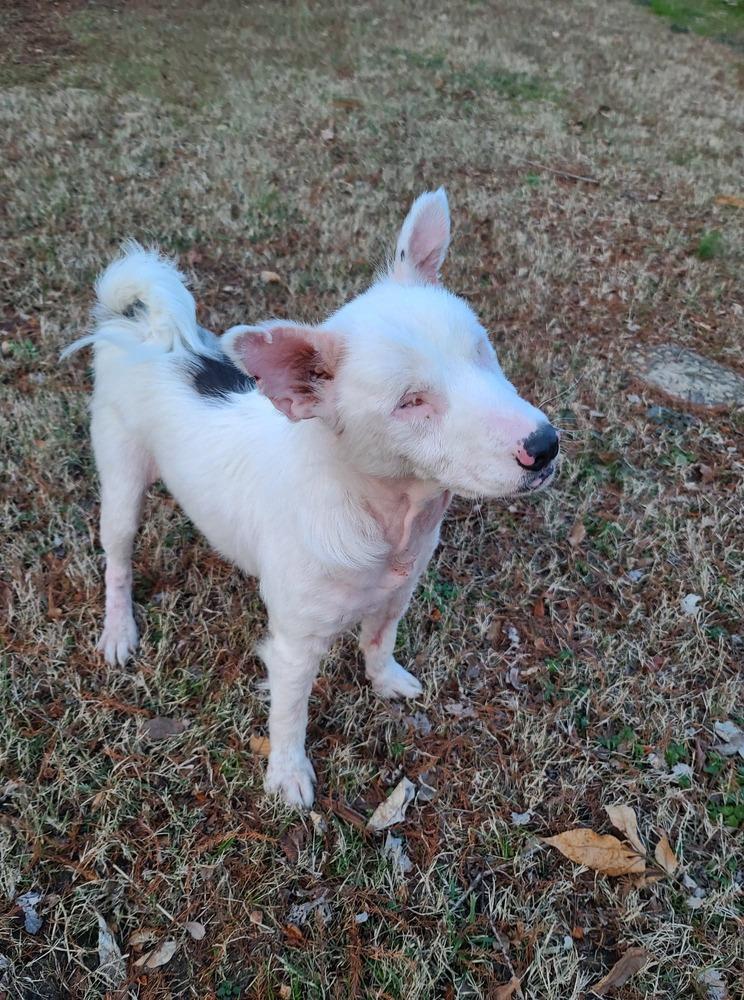 Enlarge Brayleigh, a Adoptable mixed breed in Troy, IL image 3/4