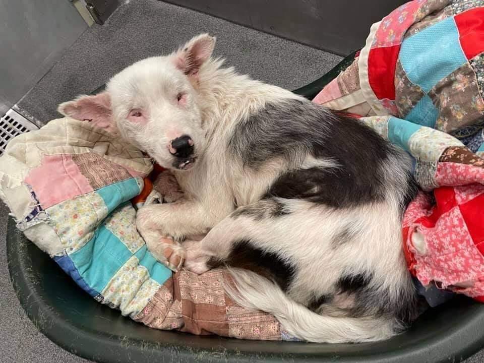 Enlarge Brayleigh, a Adoptable mixed breed in Troy, IL image 4/4