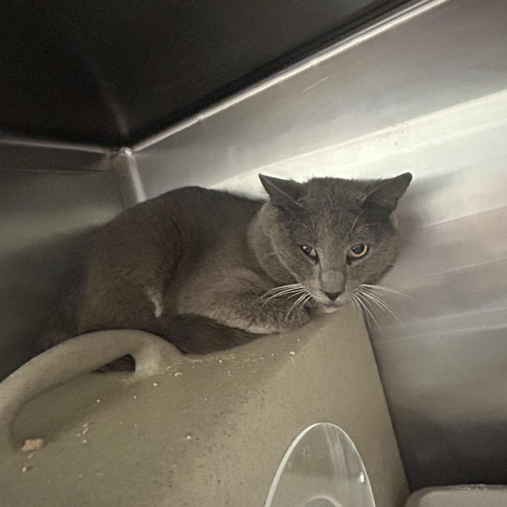 Crafty 26-0265, Adoptable, Young Male Domestic Short Hair.
