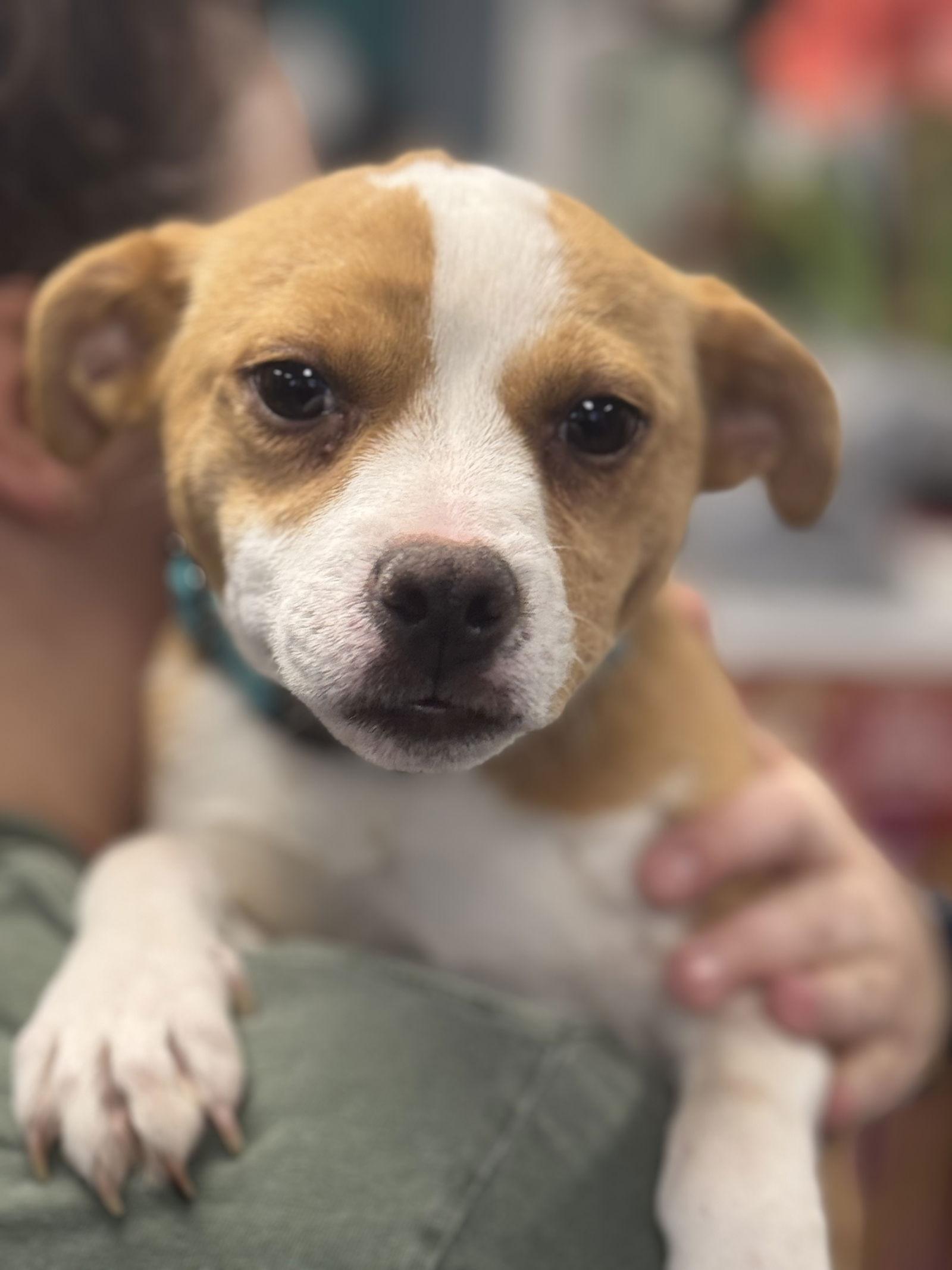 Letty, a Adopted Terrier in Newport, NH image 1/3
