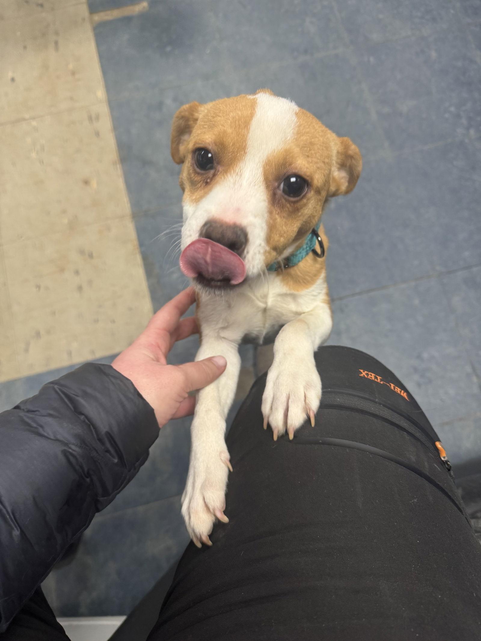 Letty, a Adopted Terrier in Newport, NH image 3/3