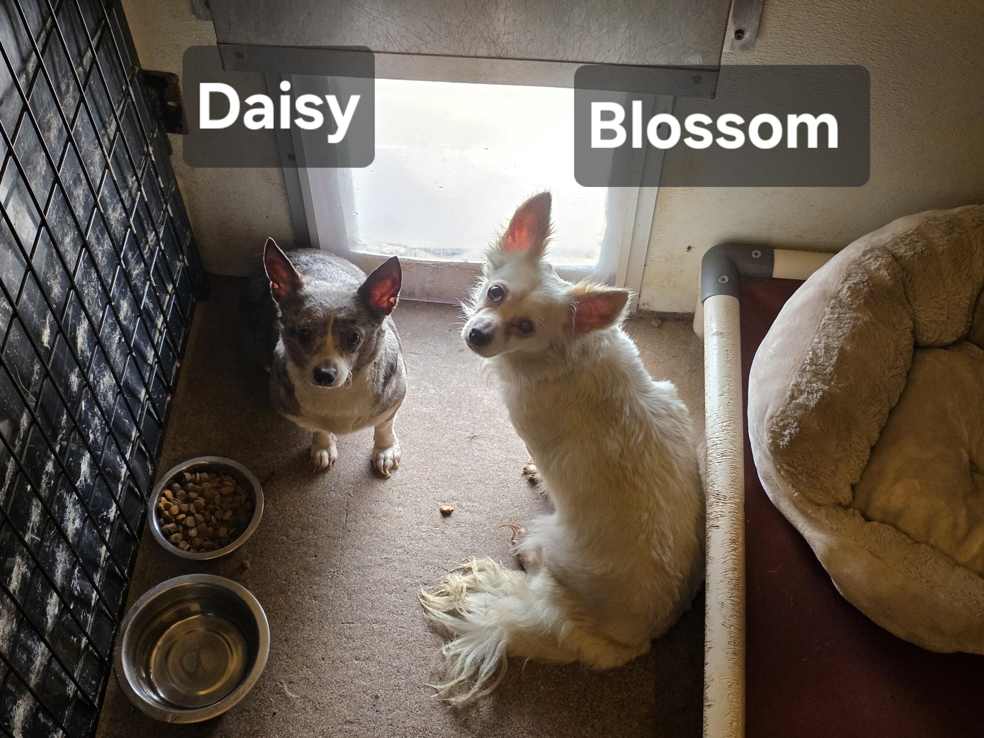 Enlarge Blossom, a Adoptable Chiweenie in Wever, IA image 2/6