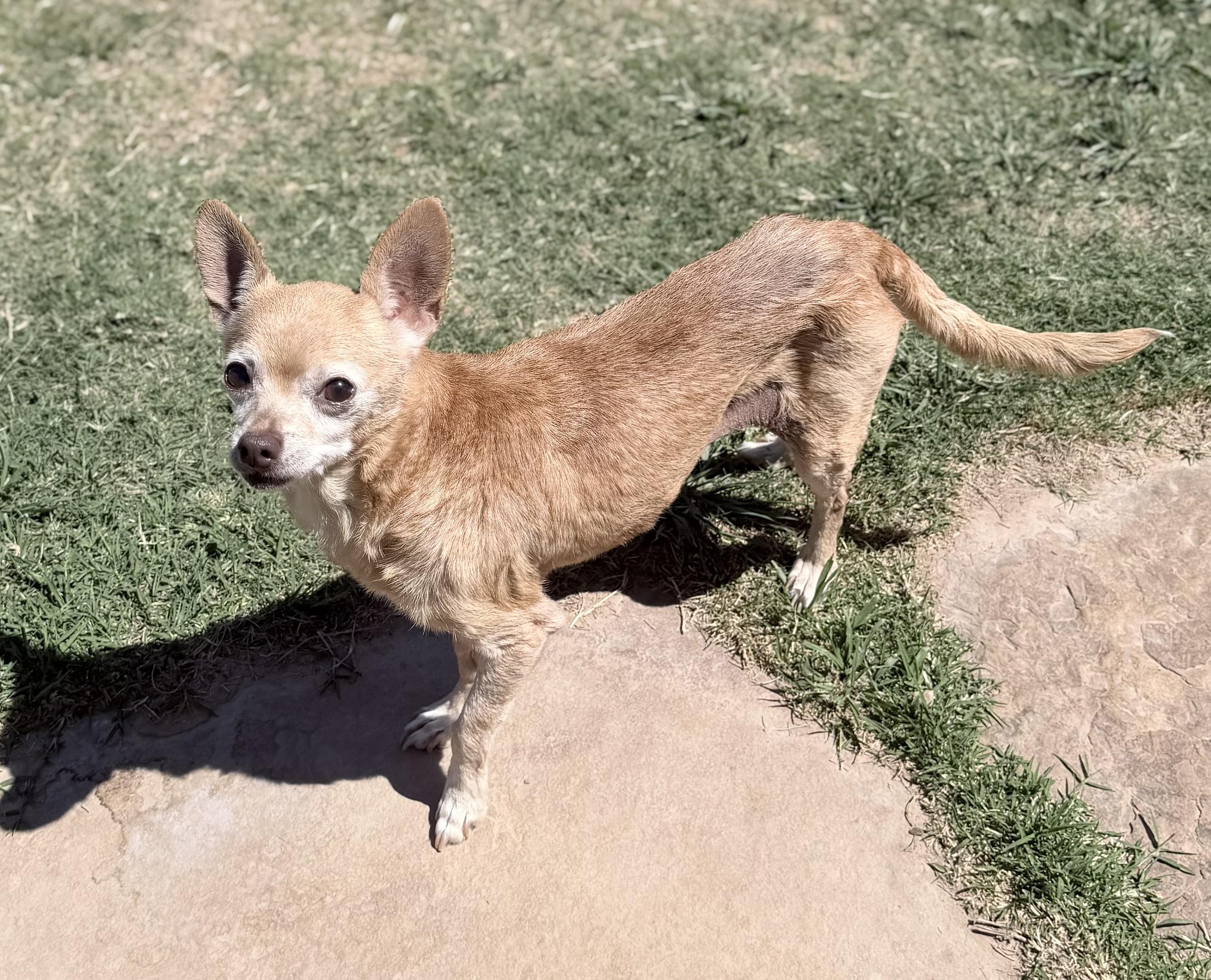 Sister, a Adoptable Chihuahua in Cleveland, OH image 4/6