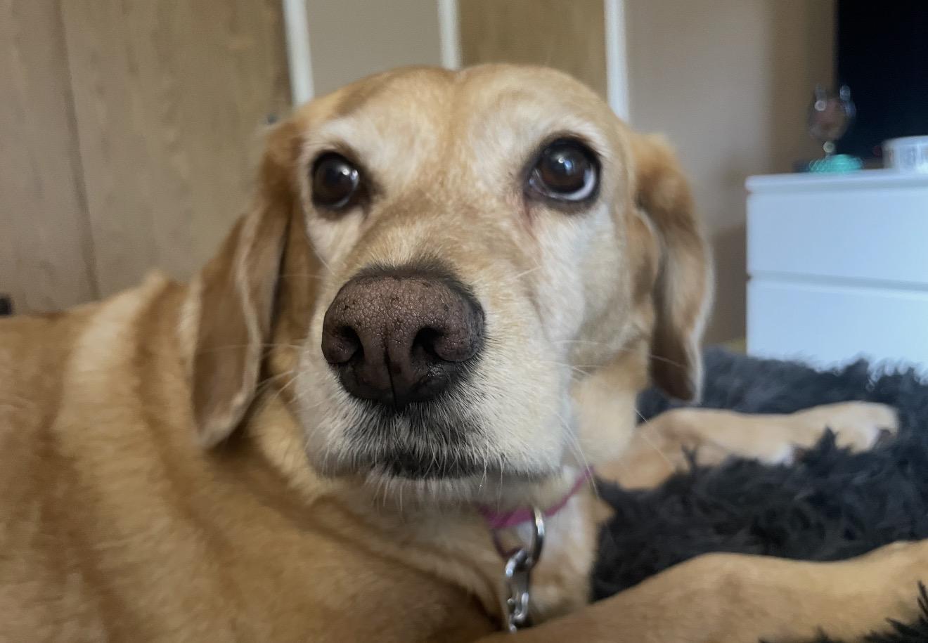 Amelia, a ADOPTABLE mixed breed in Beaverton, OR image 3/6