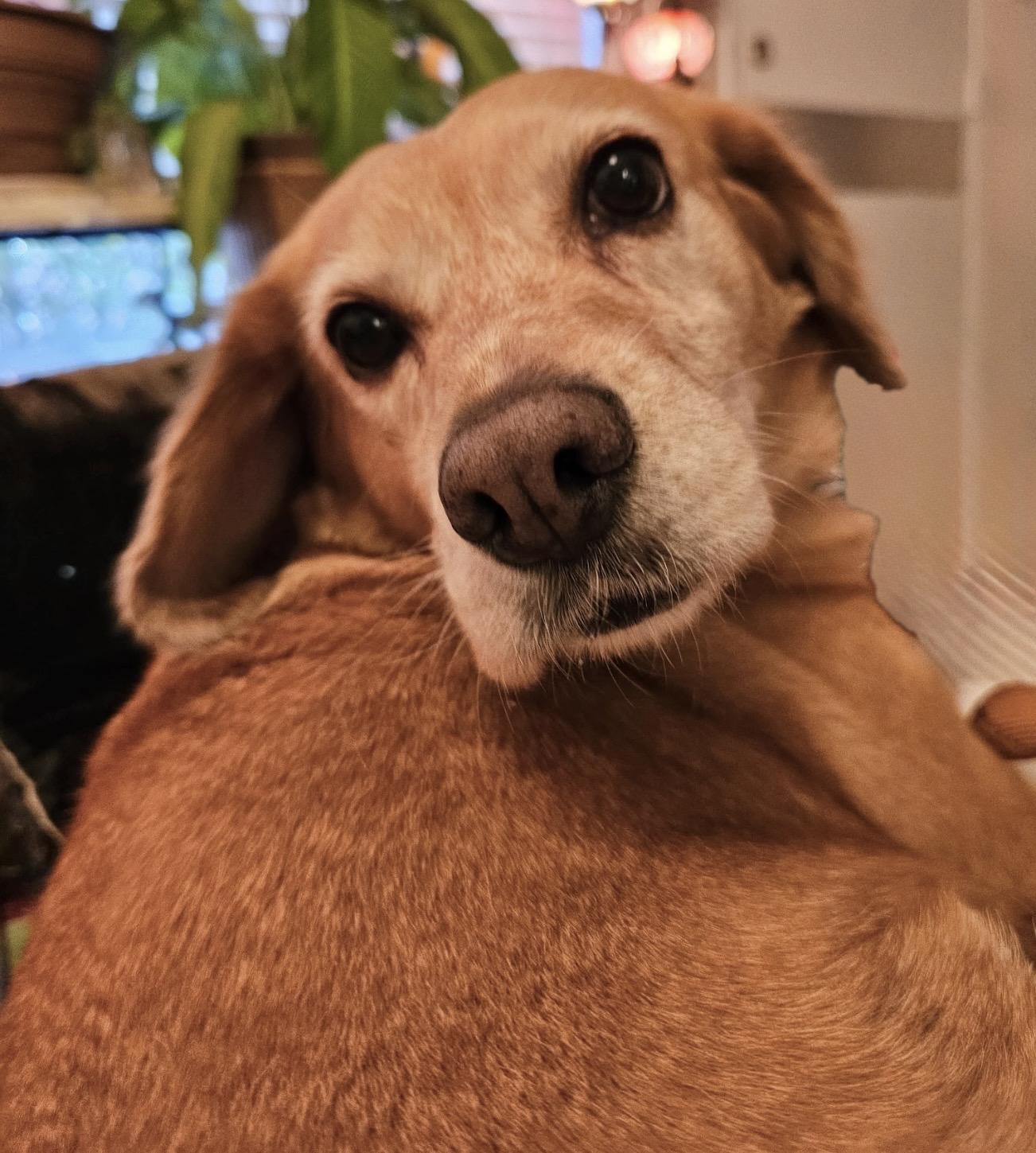 Amelia, a ADOPTABLE mixed breed in Beaverton, OR image 6/6