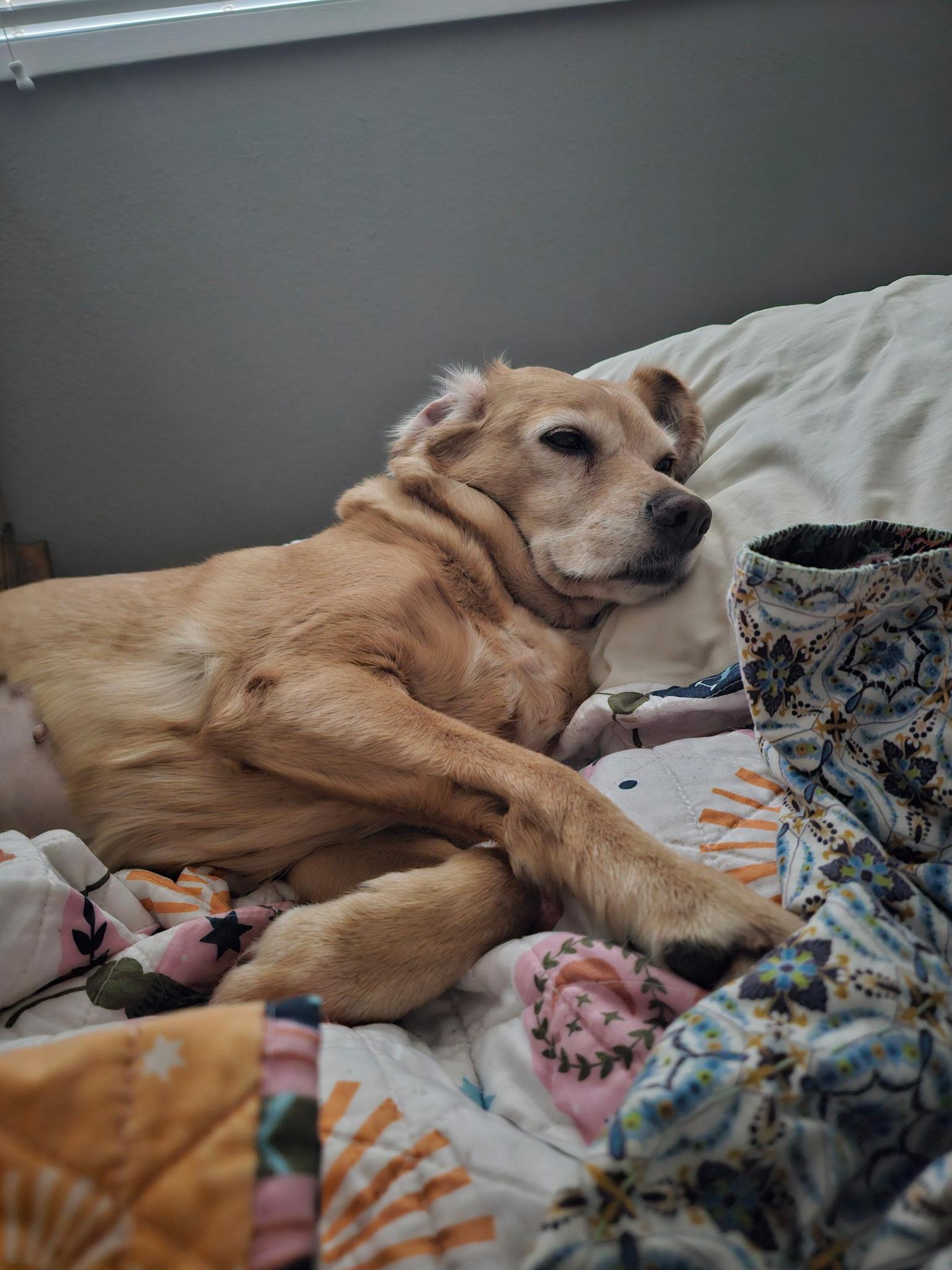 Amelia, a ADOPTABLE mixed breed in Beaverton, OR image 5/6
