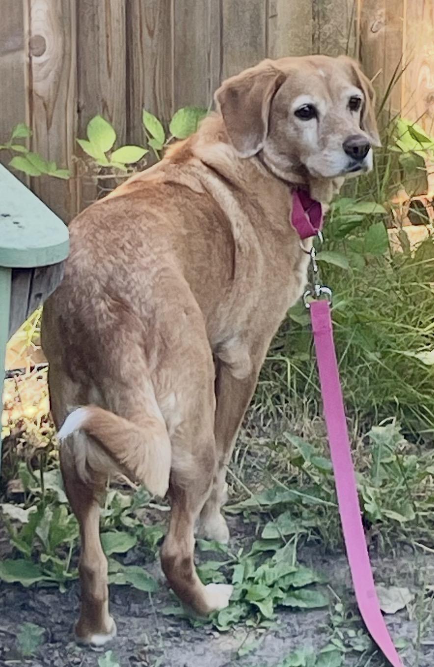 Amelia, a ADOPTABLE mixed breed in Beaverton, OR image 2/6