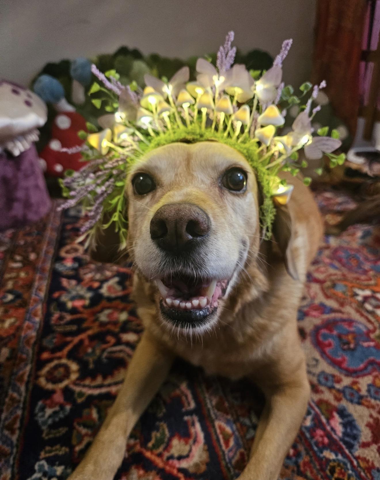 Amelia, ADOPTABLE, Adult Female Labrador Retriever.