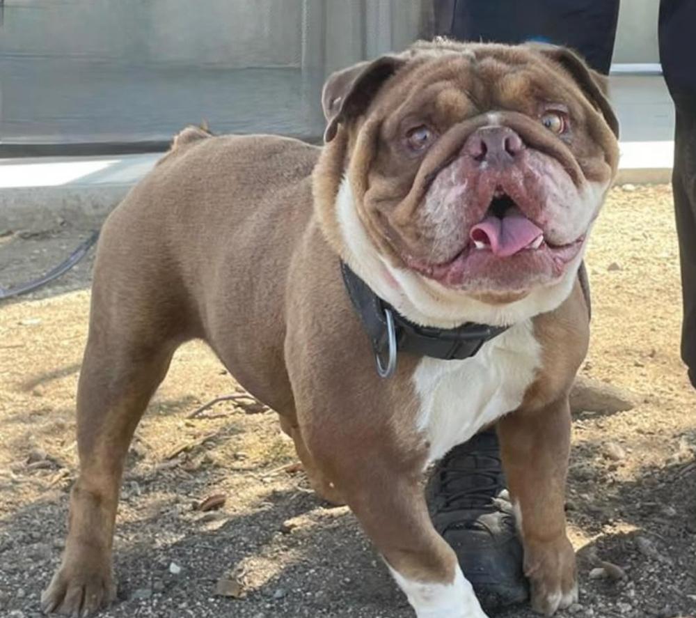 Petunia, Adoptable, Young Female English Bulldog.