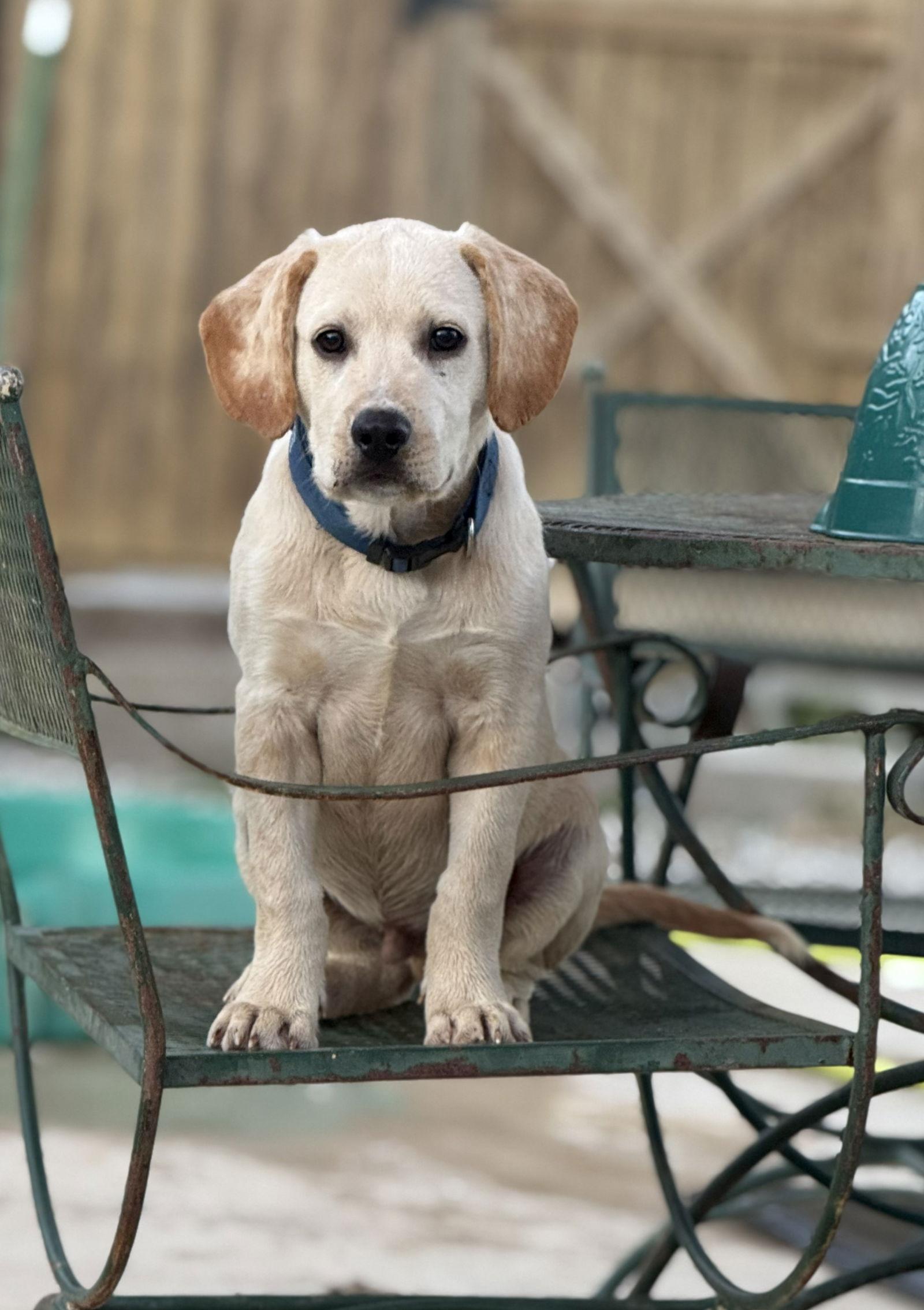 Virgil, Adoptable, Puppy Male Labrador Retriever & Vizsla.