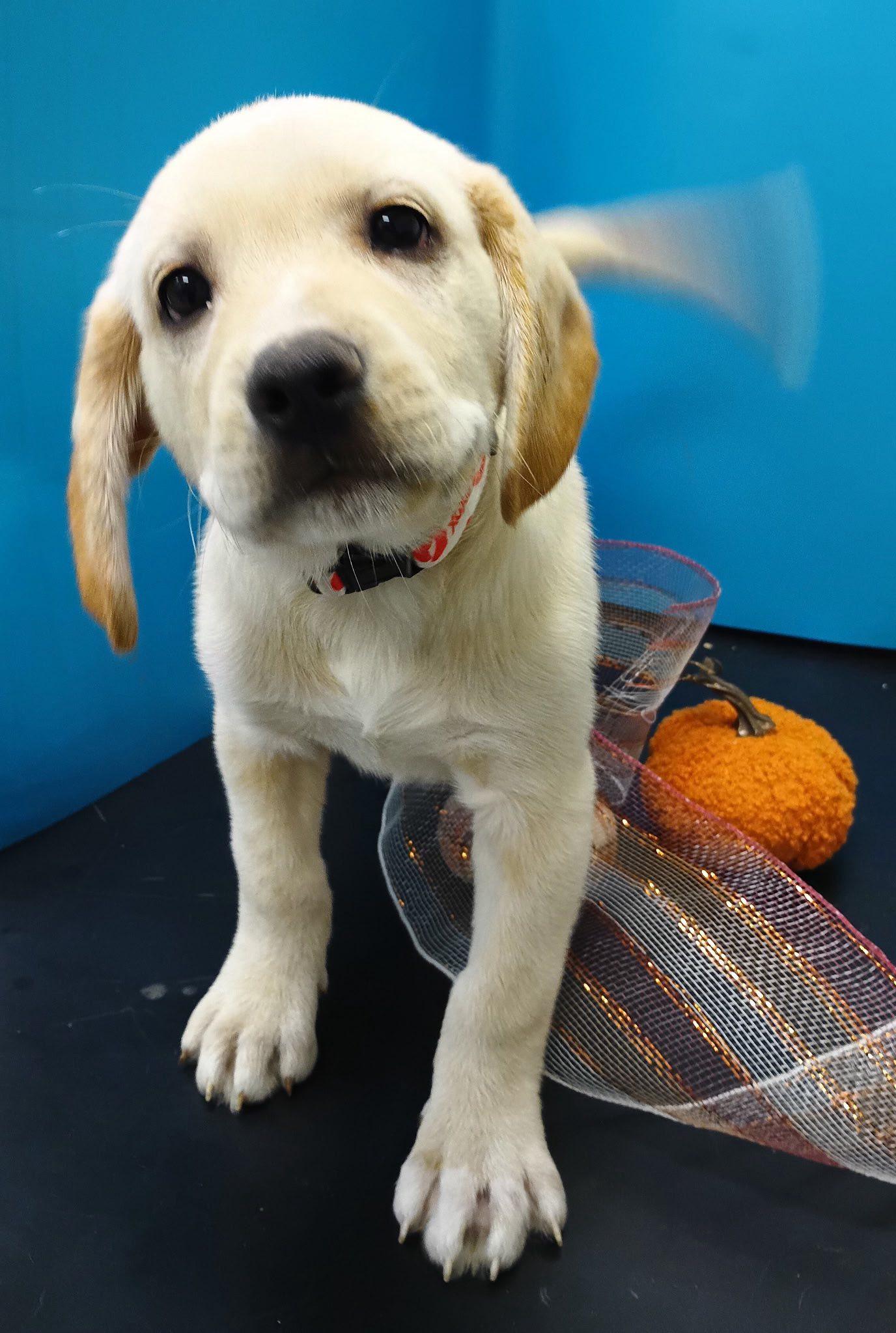 Virgil, a Adoptable mixed breed in Attalla, AL image 2/3