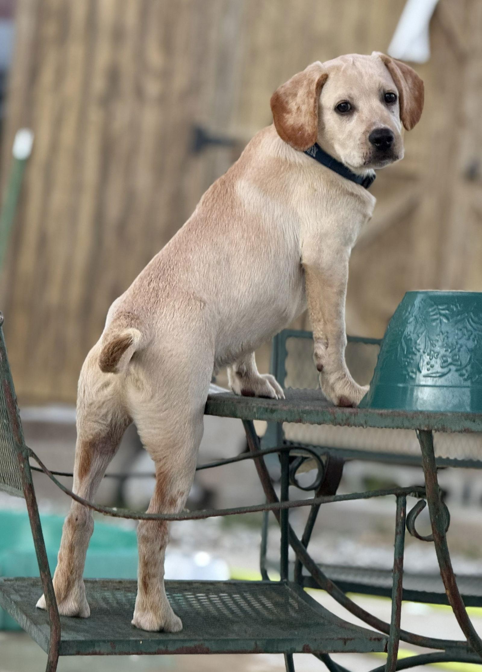 Virgil, a Adoptable mixed breed in Attalla, AL image 3/3