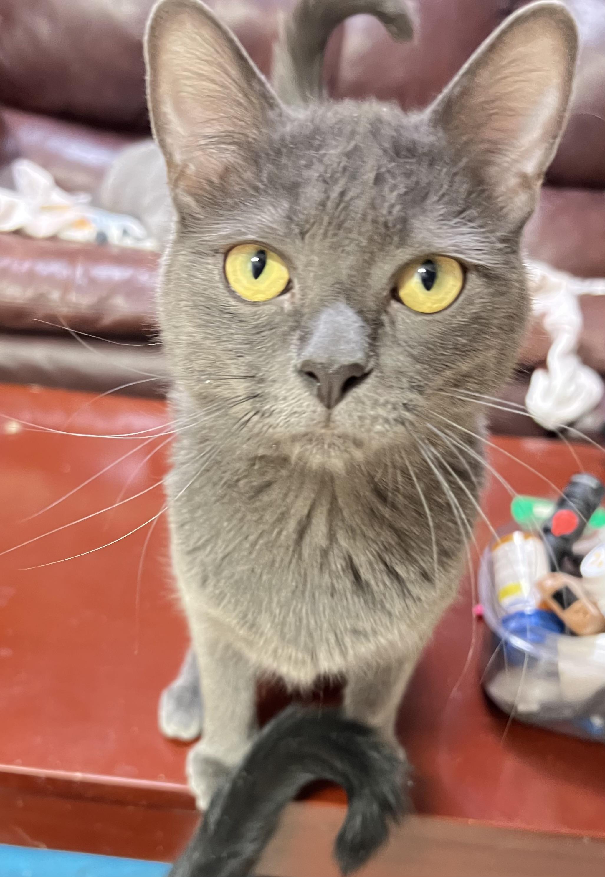 Enlarge Gage, a Adoptable mixed breed in Mesa, AZ image 2/5