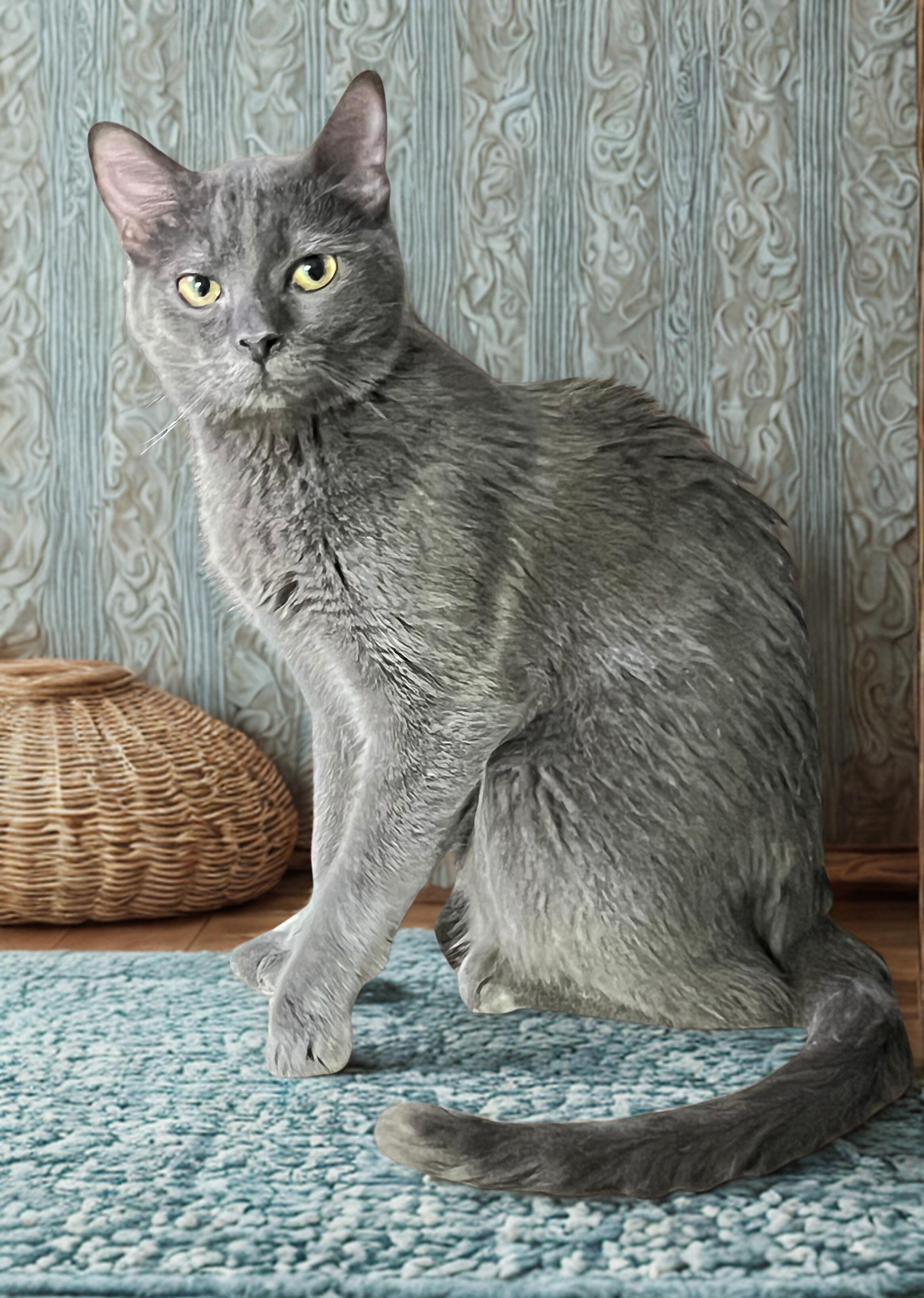 Gage, a Adoptable mixed breed in Mesa, AZ image 2/2