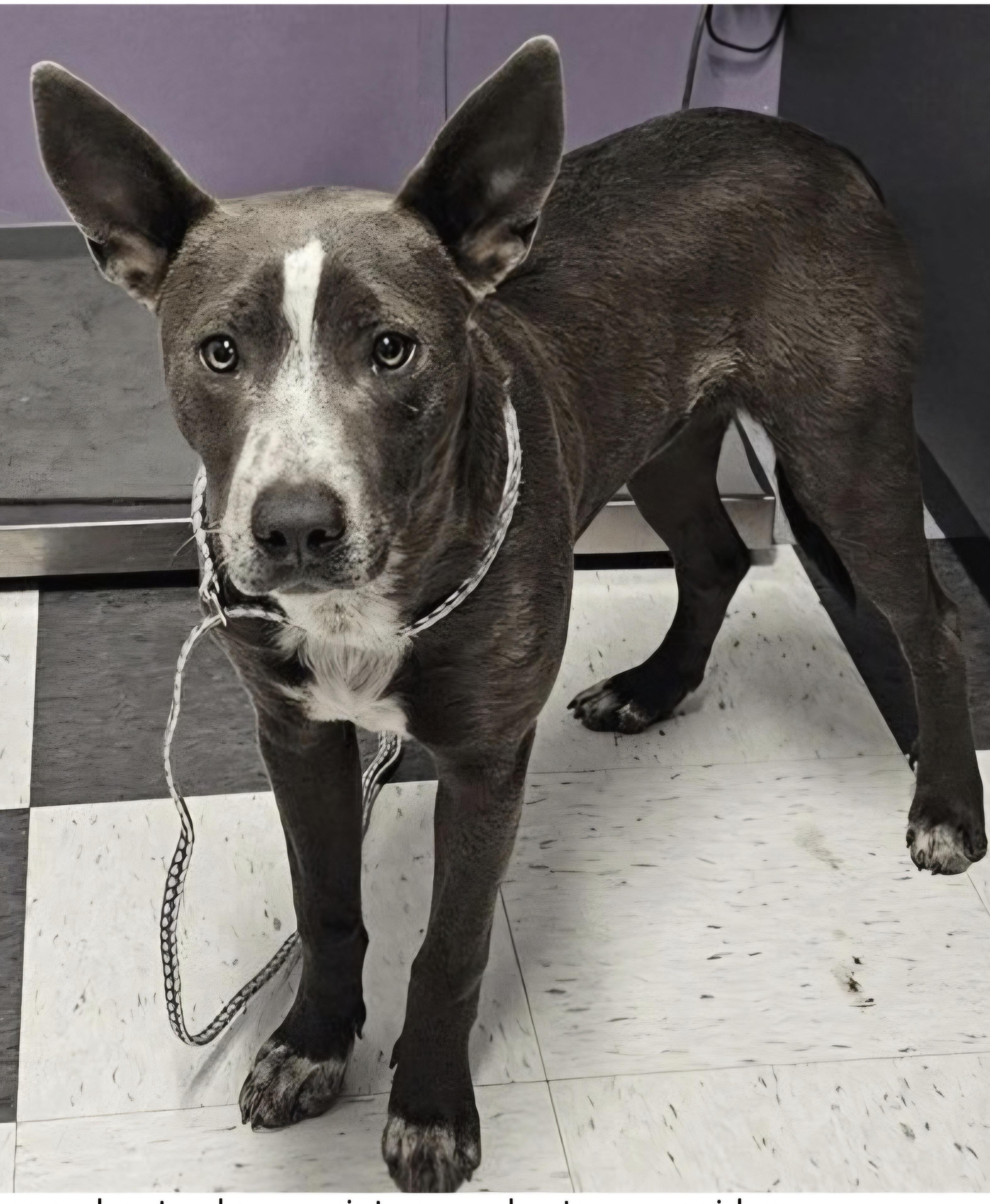 TREY, a ADOPTABLE mixed breed in Salt Lake City, UT image 2/3