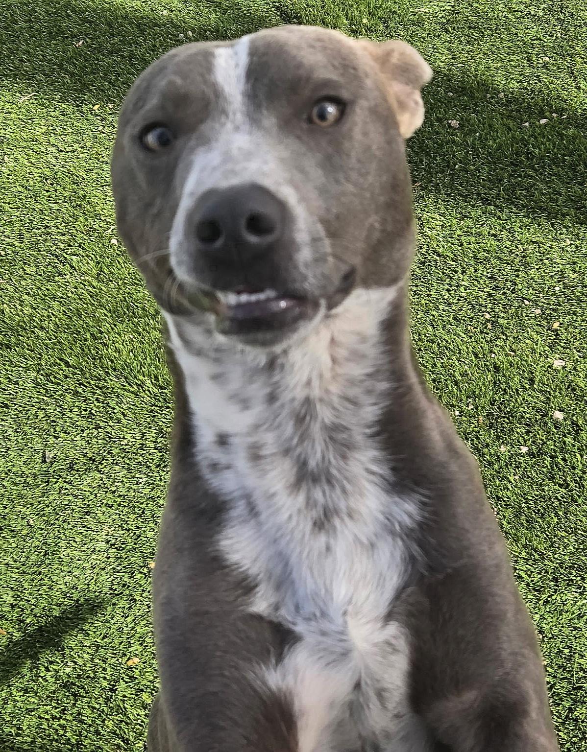 Enlarge TREY, a ADOPTABLE mixed breed in Salt Lake City, UT image 4/5