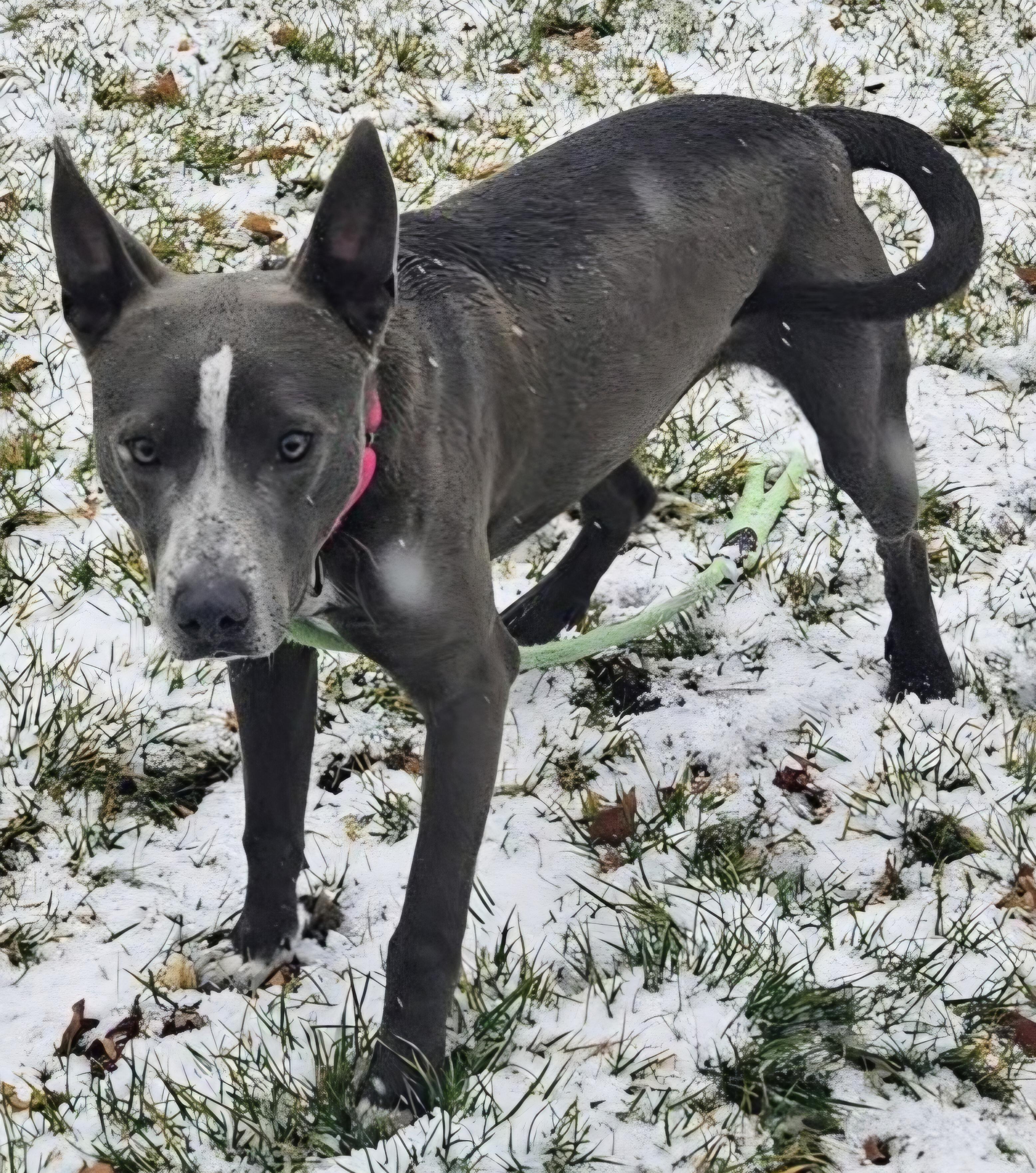 TREY, a ADOPTABLE mixed breed in Salt Lake City, UT image 3/3