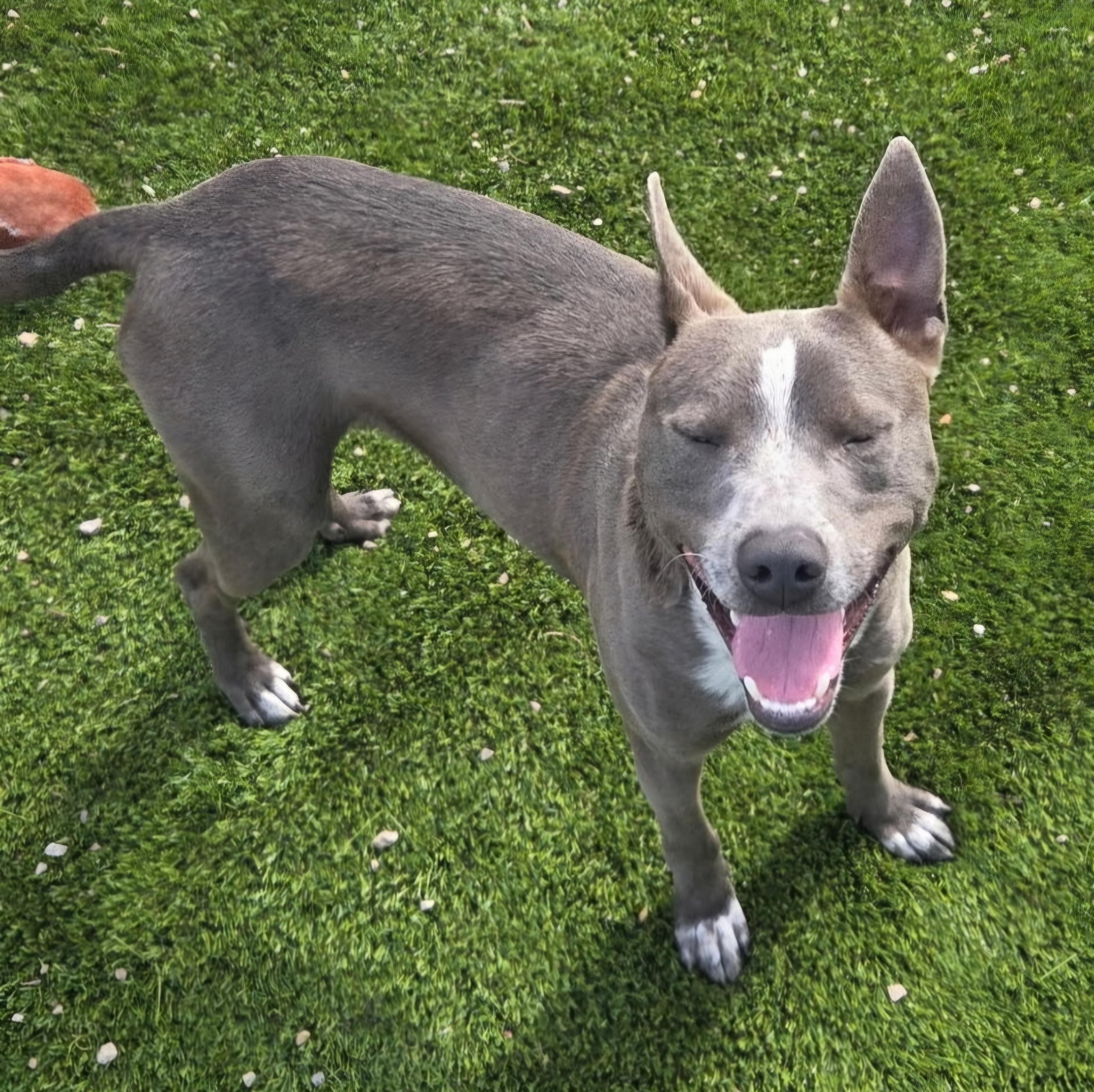 Enlarge TREY, a ADOPTABLE mixed breed in Salt Lake City, UT image 1/5