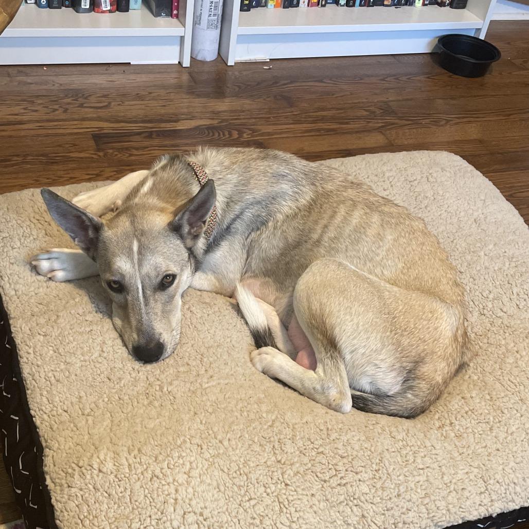 Mama Dough, a Adoptable mixed breed in Knoxville, TN image 6/6