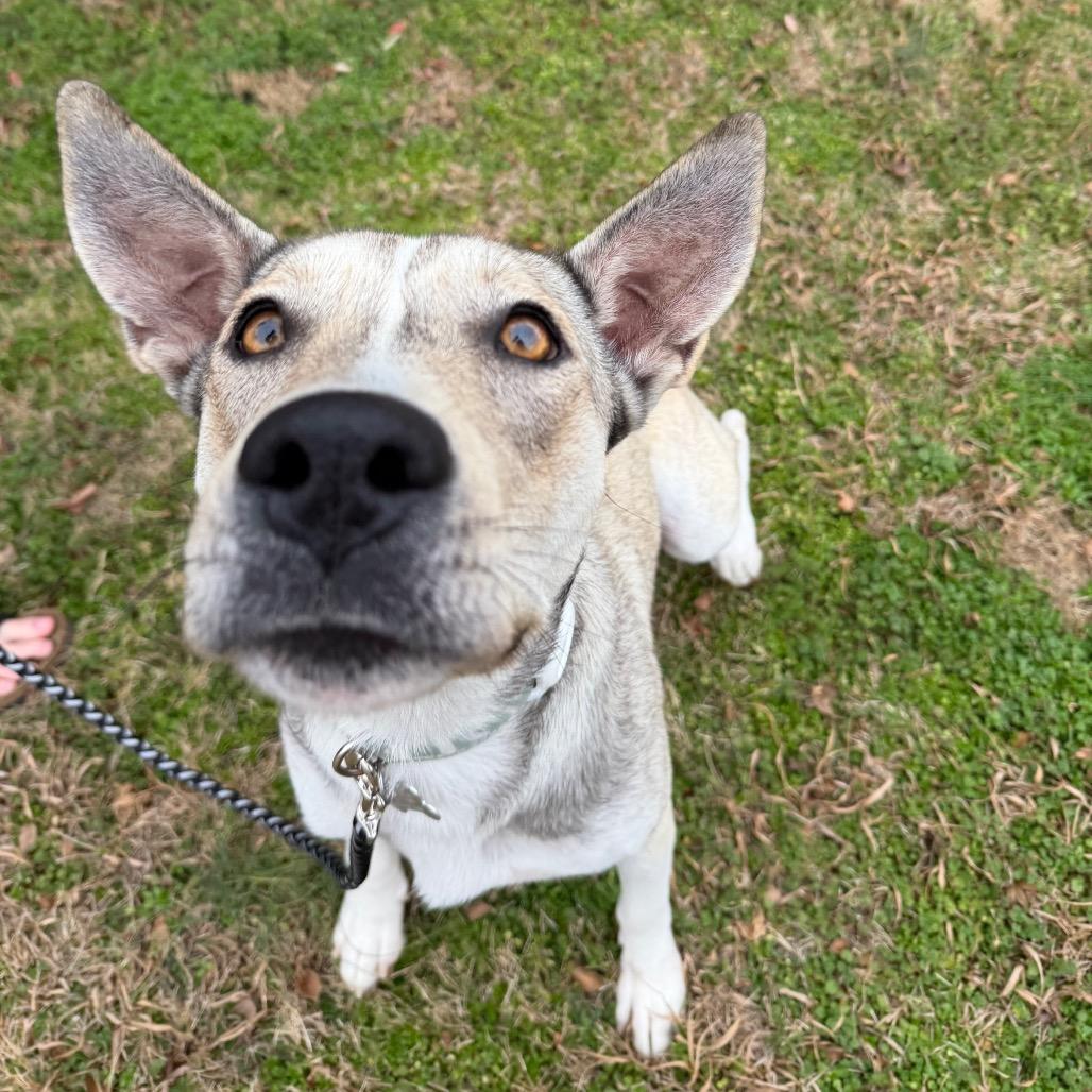 Mama Dough, a Adoptable mixed breed in Knoxville, TN image 3/6