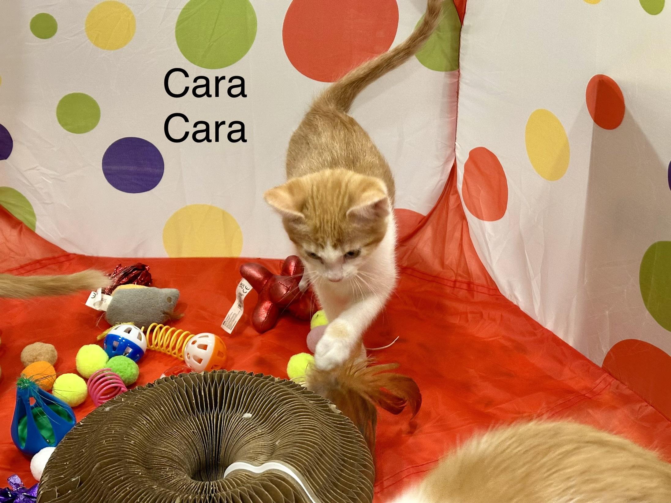 Enlarge CaraCara, a Adopted Domestic Short Hair in Wasilla, AK image 1/1