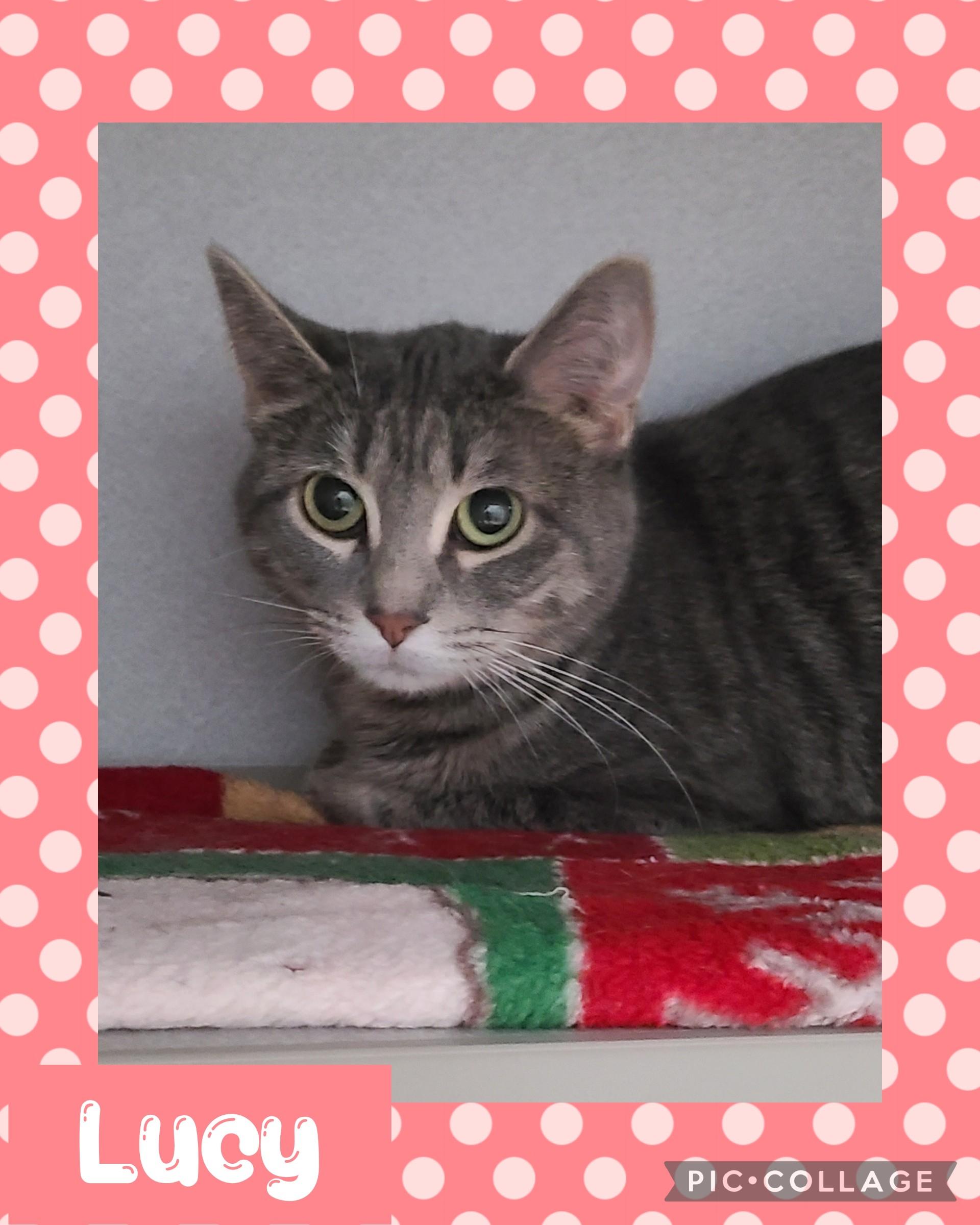 Lucy, ADOPTABLE, Adult Female Domestic Short Hair.